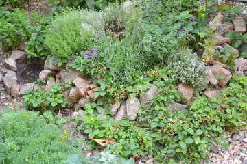 Permaculture element: Herb spiral in summer season