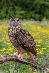 Eagle owl  (Bubo bubo) perched