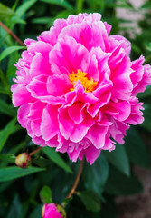 Luxurious bud of pink peony in the midst of green leaves.