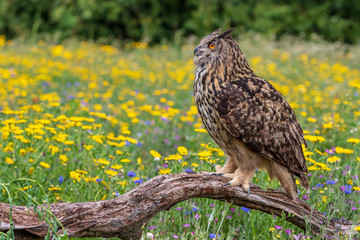 Eagle owl  (Bubo bubo) perched