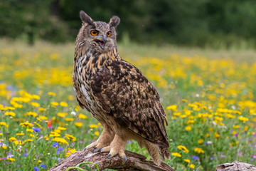 Eagle owl  (Bubo bubo) perched