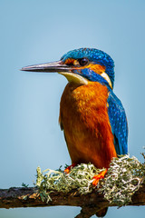 kingfisher (Alcedo atthis)