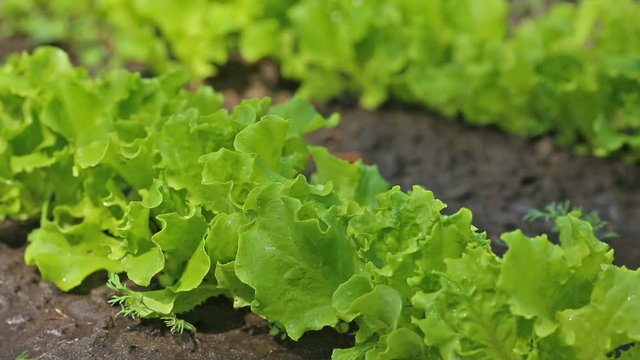 Farmer watering lettuce field in the garden.