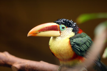 The curl-crested aracari, or curl-crested araçari (Pteroglossus beauharnaesii), also known as the curly-crested aracari sitting on the branch.Aracari portrait.