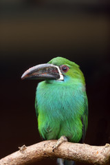 Fototapeta na wymiar The crimson-rumped toucanet (Aulacorhynchus haematopygus) sitting on the branch. Aracari portait.