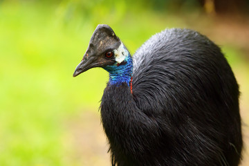 The dwarf cassowary (Casuarius bennetti), also known as Bennett's cassowary, little or  mountain cassowary or mooruk, portrait. Casowary portrait with color background.