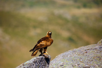 The golden eagle (Aquila chrysaetos) sitting on the rock. Male golden eagle in the Spanish mountains.