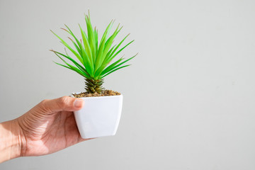 Male hand holding small plant tree white pot with clean background. Green environment concept