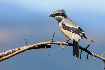 The great grey shrike (Lanius excubitor), known as the northern shrike or  Iberian grey shrike (Lanius meridionalis) sitting on the branch with blue background.
