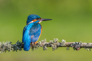 kingfisher (Alcedo atthis)