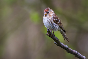 lesser redpoll  (Acanthis cabaret)