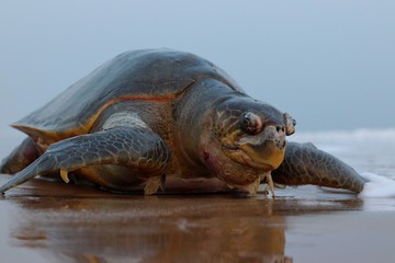 Dead turtle from Sea