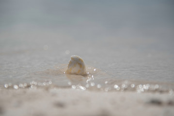 SEASHELL ON A BEACH
