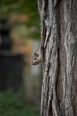 SQUIRREL IN A TREE