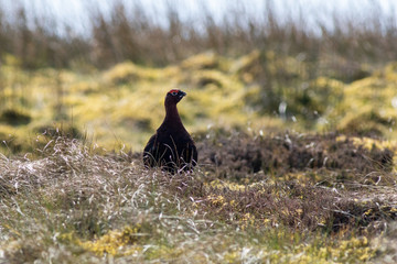 Red grouse (Lagopus lagopus)