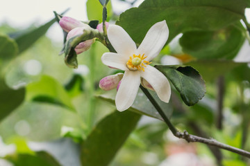 Lemon flower on the background of foliage in the garden