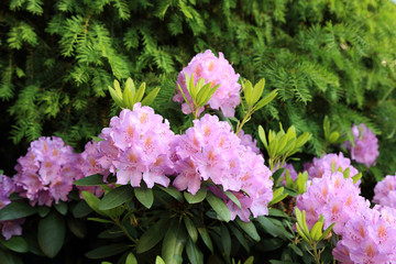 Rododendron fioletowy na tle zieleni.