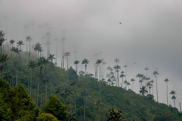 thick fog over a dark palm jungle in the andes of the cocora valley, salento colombia