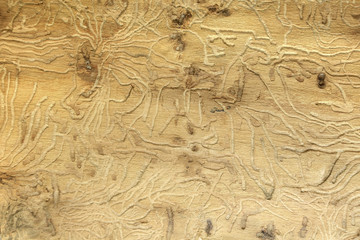 Fototapeta Piękna struktura drewna wyżłobionego przez korniki.	 obraz