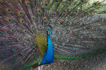 Obraz premium Beautiful peacock spread its tail in the zoo