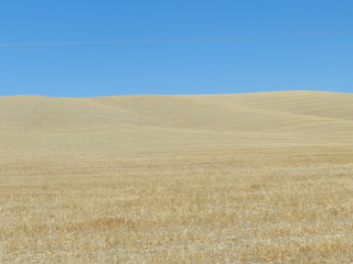 Fototapeta na wymiar distesa di grano in estate