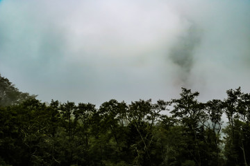 dark gloomy treetops of a misty forest over a dark sky