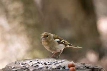 Chaffinch on a branch