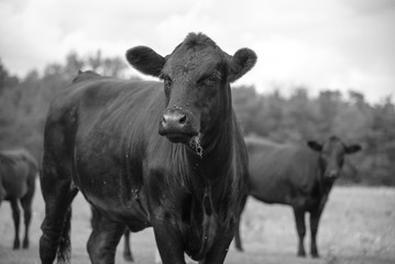 Fototapeta na wymiar COW IN BLACK AND WHITE