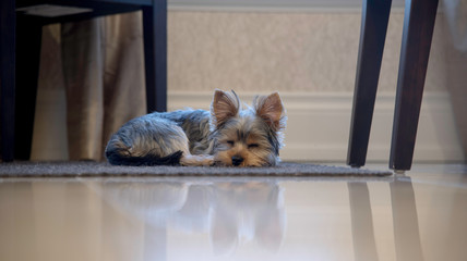 SLEEPY YORKIE