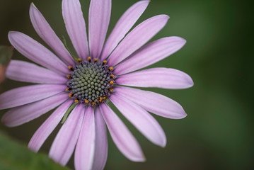 Obraz premium CLOSE UP OF PINK FLOWER
