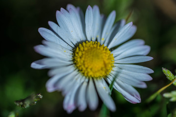 Obraz premium closeup of a daisy