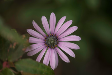 Obraz premium PINK FLOWER