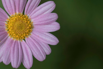 Obraz premium PINK FLOWER