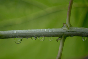 WATER DROPS ON A STEM