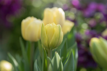 Obraz premium YELLOW TULIPS