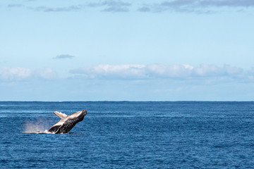 humback whale calf breaching in polynesia © Andrea Izzotti