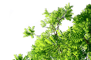 Green leaves isolated with clipping paths on a white background