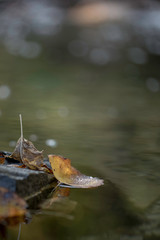 LEAVES IN AUTUMN BY A CREEK