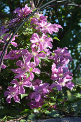 Merveilleuses et délicates fleurs de la passion ou passiflores d'un rose mauve éclatant au soleil du printemps annonçant une végétation luxuriante