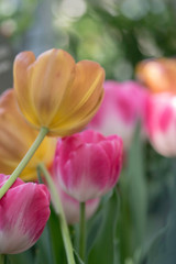 ORANGE AND PINK TULIPS