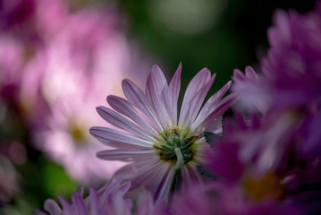 A PINK FLOWER IN A GARDEN