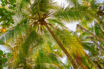 Fototapeta na wymiar Palmen Dach. Unter saftig grünen Palmen an einem exotischen Ort