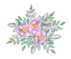 Watercolor composition with wild rose. Pink flowers and leaves isolated on white background