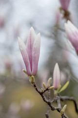 MAGNOLIAS