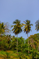 large tropical palm trees in the Caribbean