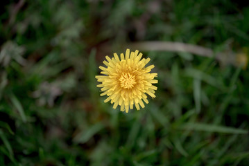 A DANDELION