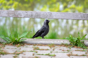 Western jackday common european dark bird, single animal in greenery