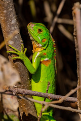 junger grüner Leguan close up makro