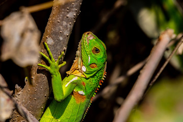 junger grüner Leguan im Tayrona Nationalpark