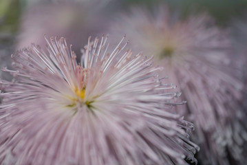 Obraz premium PINK CRYSANTHEMUMS
